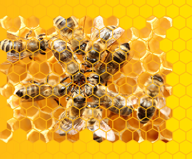 bienenstock